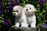 BICHON FRISE 534